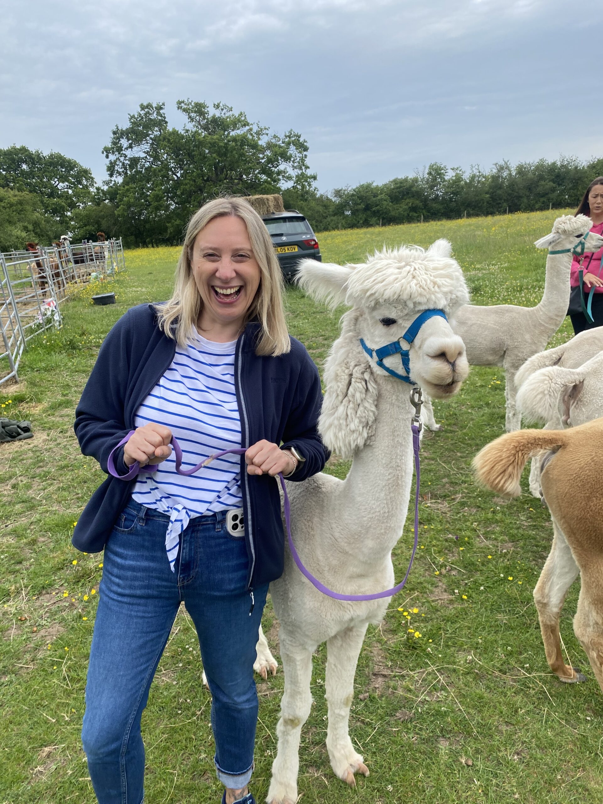 Midlands Alpaca Walking-1