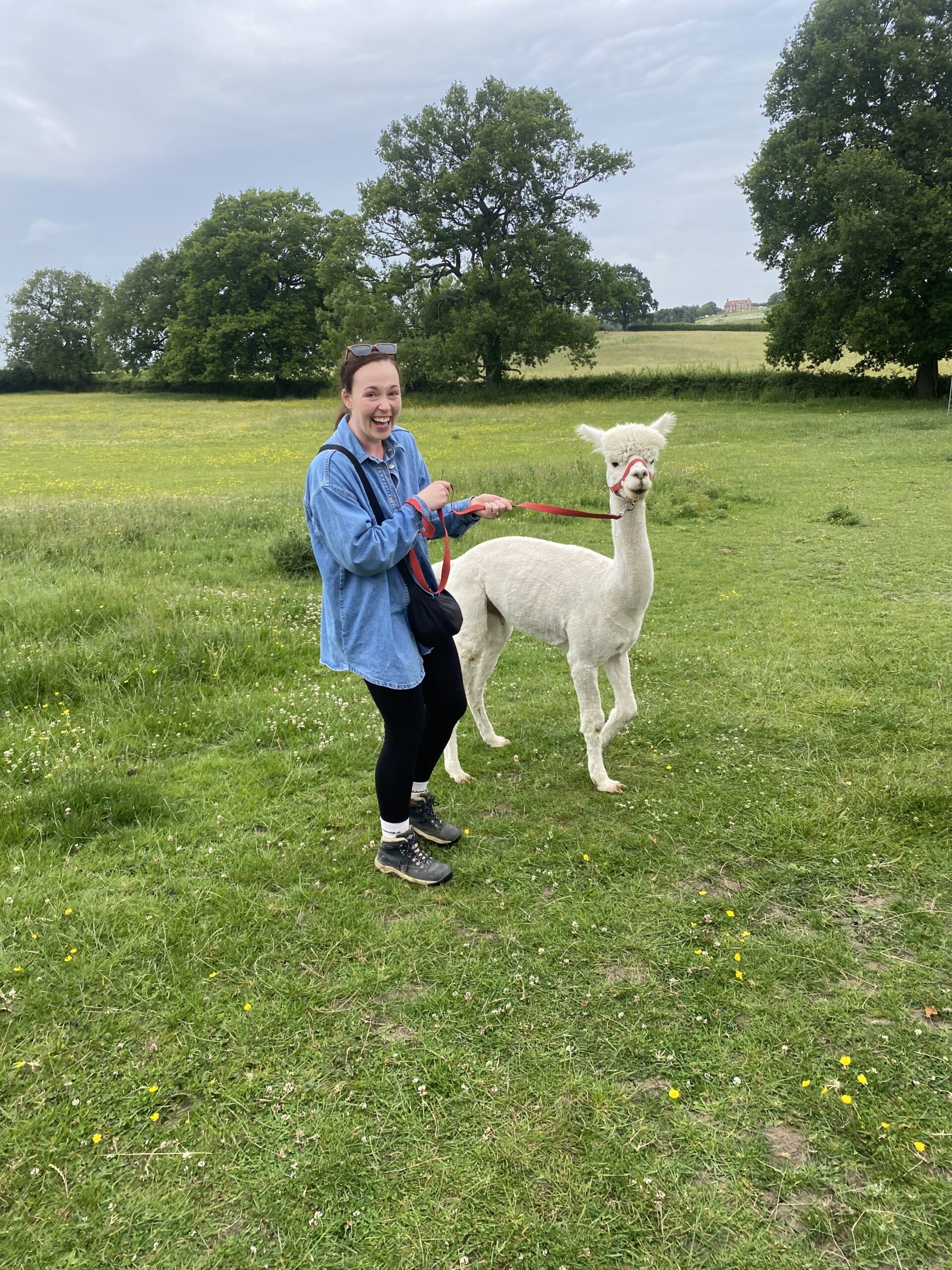 Go Alpaca Walking!