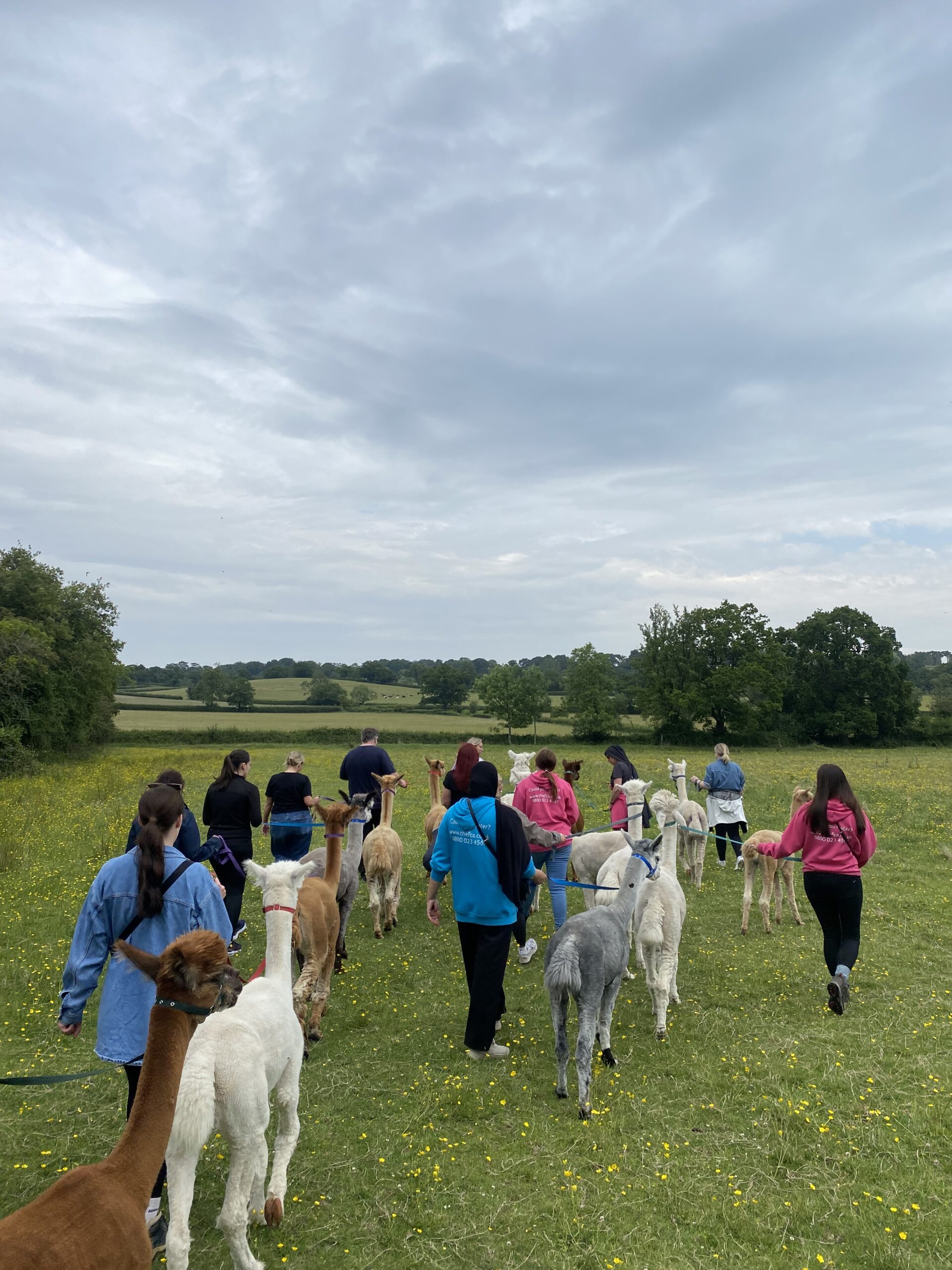 Midlands Alpaca Walking-3